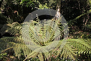 A fern in an English country garden showing the curled up fronds which are known as the fiddleheads
