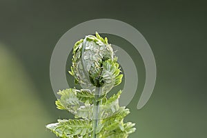 fern before expanding into full leaf