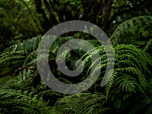 Fern in the faial botanic garden