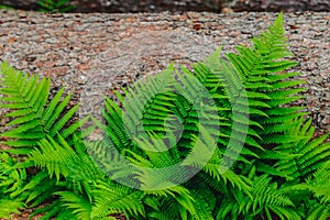 Fern on a fallen tree