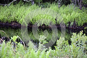 Fern Family photo