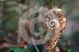 Fern Fiddlehead