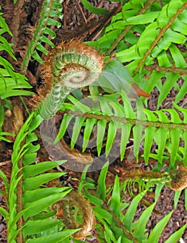 Fern Fiddlehead Close-up