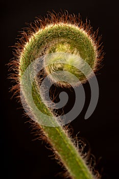 Fern Fiddlehead Macro