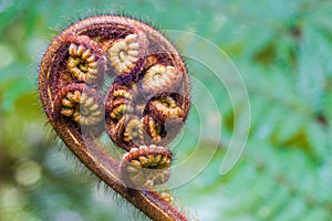 Fern Fiddlehead