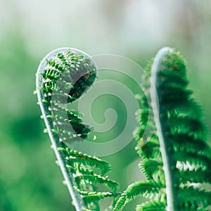 Fern fiddlehead unfurling with selective focus