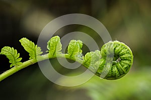 Fern Fiddlehead Unfurling