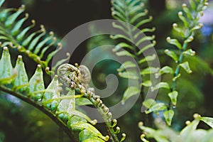 Fern fiddlehead unfurling with selective focus in new leaf