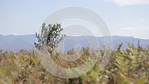 Fern field against mountain