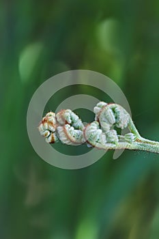 Fern flower with a pronounced texture