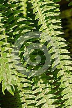 Fern foliage close up