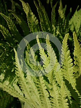 Fern foliage in the sunlite