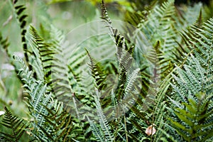 Fern in the forest