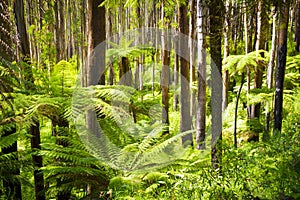 Fern Forest