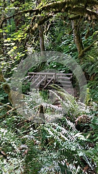 Fern forest