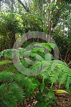 Fern forest