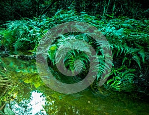 Fern forest in deep jungle