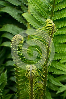 Fern in the forest. Ivan Kupala`s night