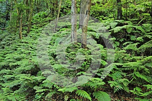 Fern Forest of La Palma