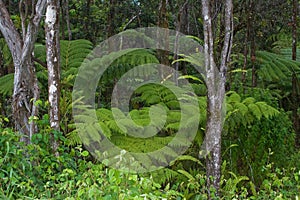 Fern forest Mauna Kea Hawaii