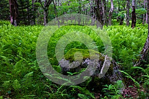 Fern Forest and mossy rock