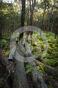 Fern forest in Munmorah state conservation area.