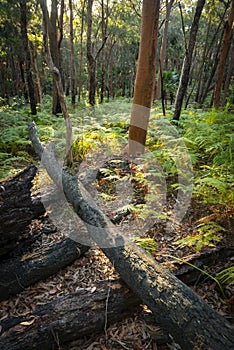 Fern forest in Munmorah state conservation area.