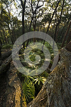 Fern forest in Munmorah state conservation area.