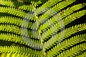 Fern. Forest plant.