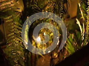 Fern forest tropical decoration at residence with lighting at night