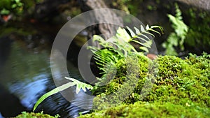 Fern forest tropical jungle close-up green lush waterfall background