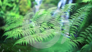 Fern forest tropical jungle close-up green lush waterfall background