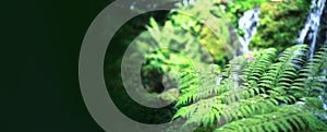 Fern forest tropical jungle close-up green lush waterfall background banner