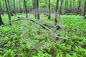 Fern forest in the woods