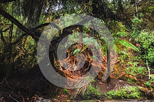 In the fern forests of New Zealand