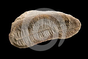 Fern Plant Fossil Imprint photo