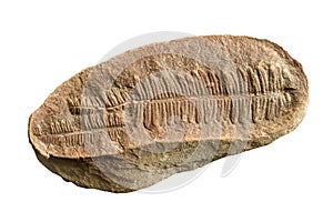 Fern Fossil