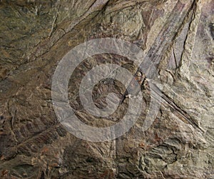 Fern fossils photo