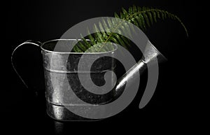 Fern frawn in Watering Can