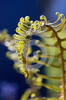 Fern frond