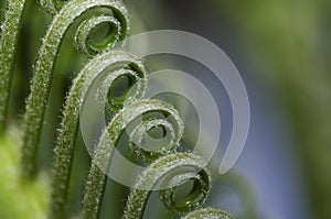 Fern Frond