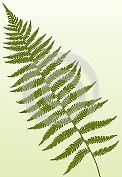 Fern Frond