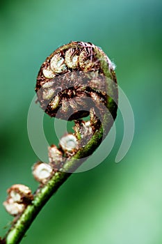 Fern Frond