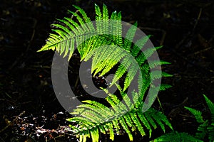 Backlit fern frond