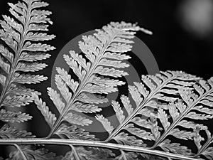 Fern frond closeup