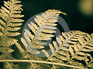 Fern frond closeup