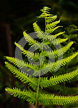 Fern Frond closeup in Vertical layout