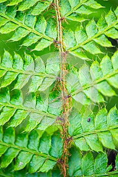 Fern frond - detail photo