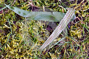 Fern Frond Eggs 03