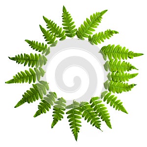 Fern frond frame circle. Polypodiophyta plant leaves decoration on white background. Midsummer background